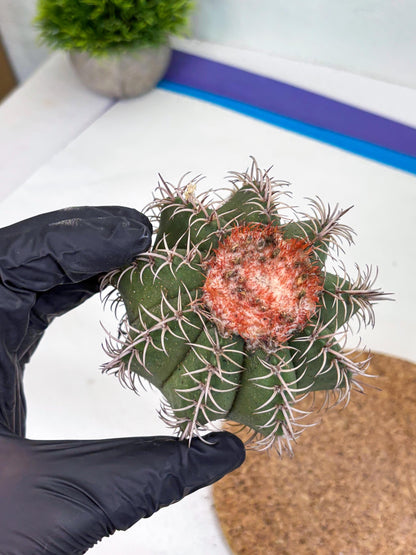 Cereus Geometrizans Matanzanus (y) | Rare Import