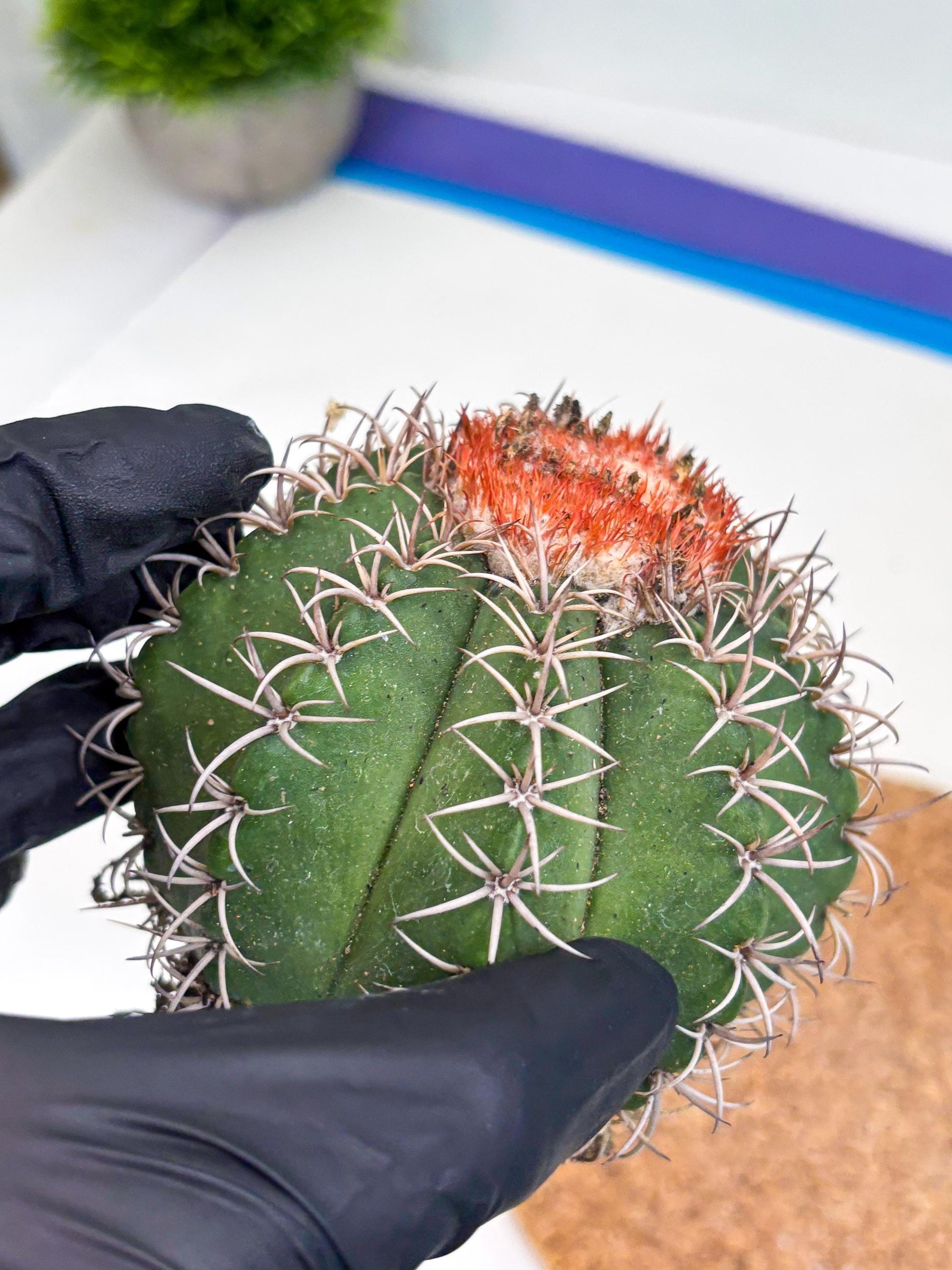 Cereus Geometrizans Matanzanus (y) | Rare Import