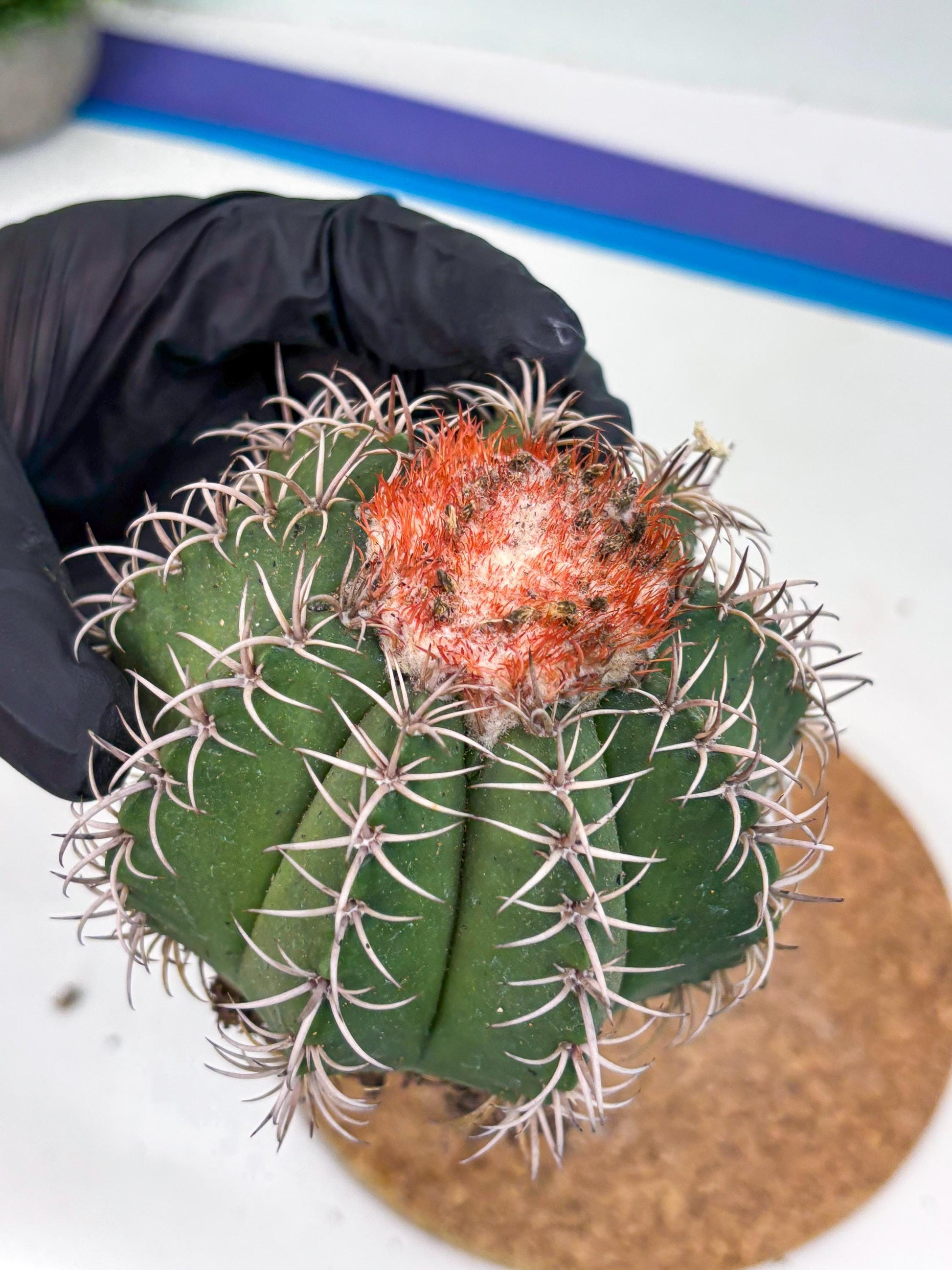 Cereus Geometrizans Matanzanus (y) | Rare Import