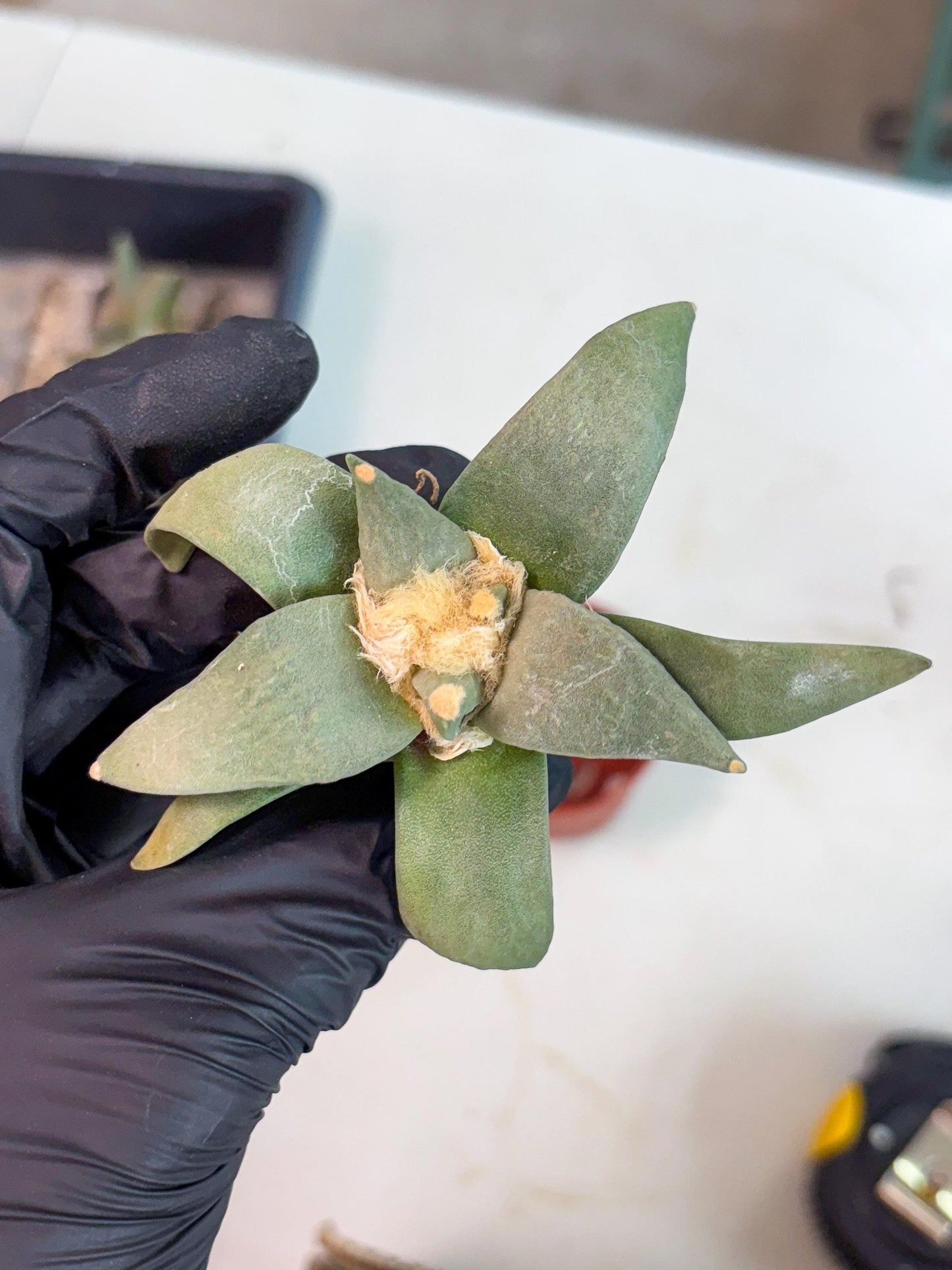 Retusus Furfuraceus (#1) | Very Rare Plant