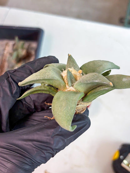 Retusus Furfuraceus (#1) | Very Rare Plant