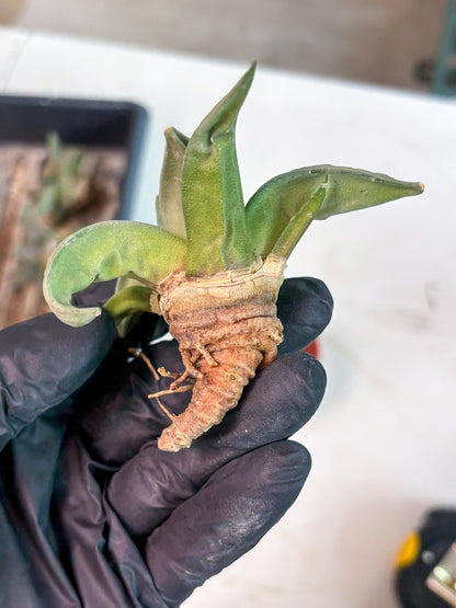 Retusus Furfuraceus (#1) | Very Rare Plant