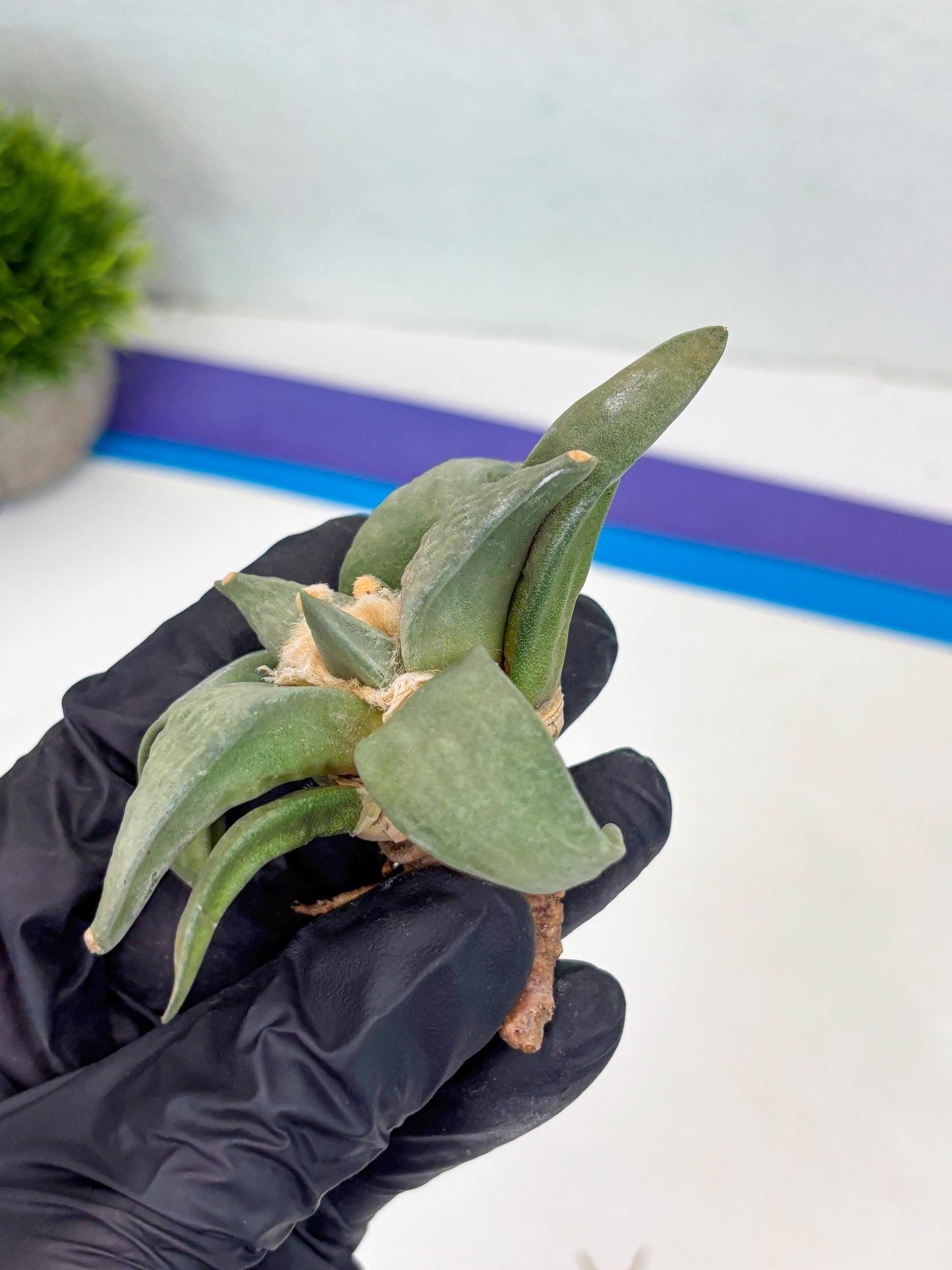 Retusus Furfuraceus (#1) | Very Rare Plant