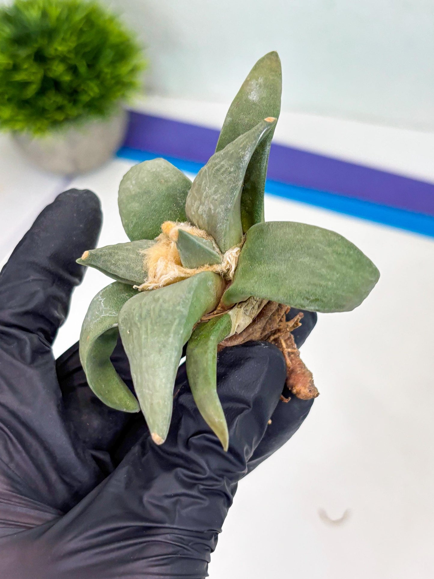 Retusus Furfuraceus (#1) | Very Rare Plant