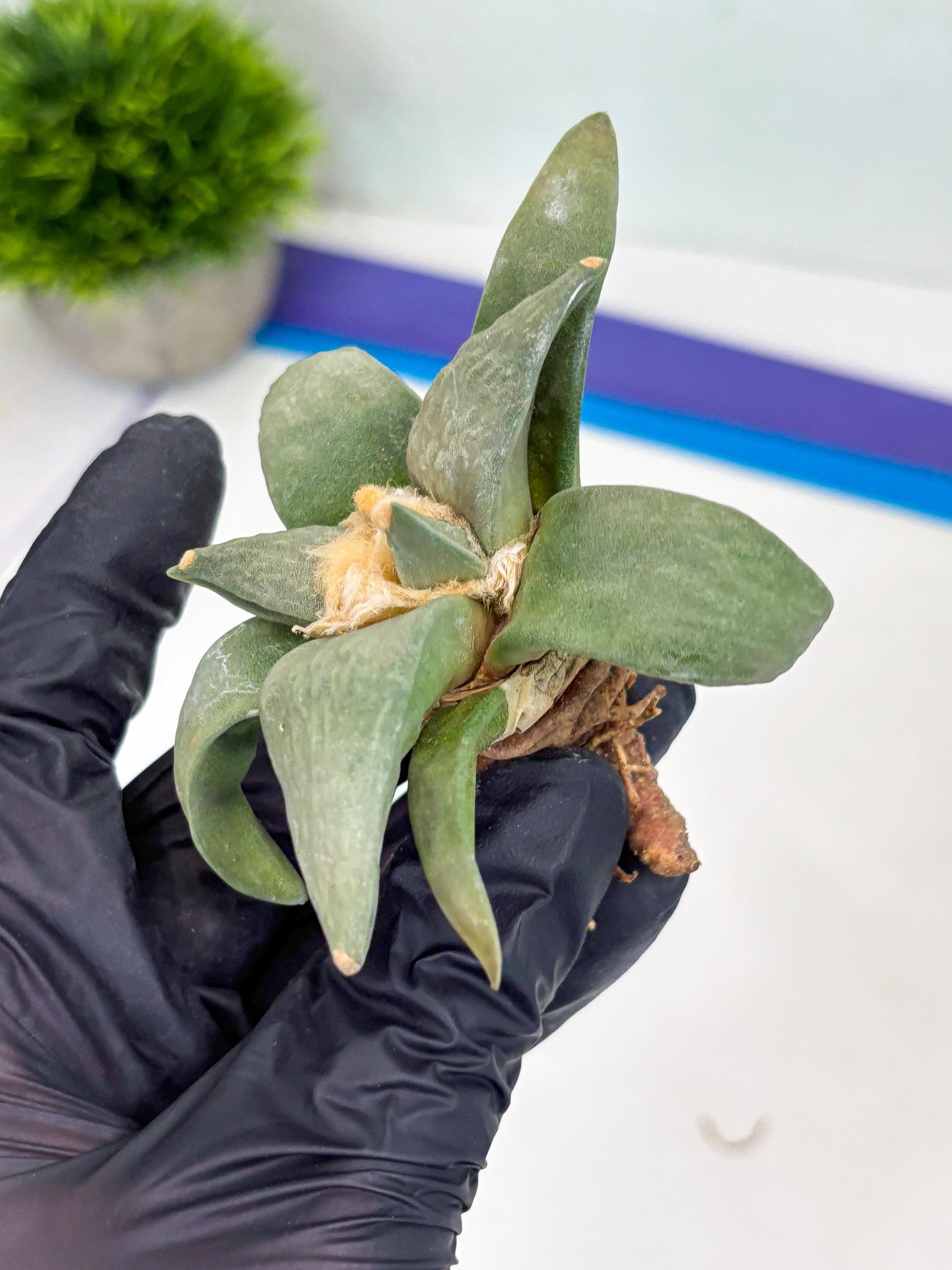 Retusus Furfuraceus (#1) | Very Rare Plant