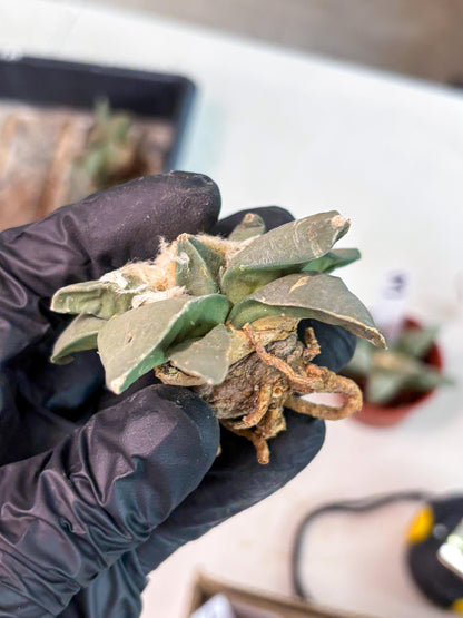 Retusus Furfuraceus (#2) | Very Rare Plant