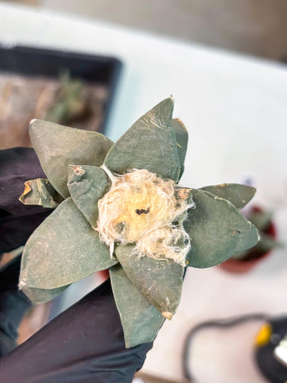 Retusus Furfuraceus (#2) | Very Rare Plant