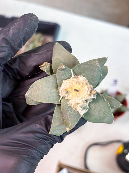 Retusus Furfuraceus (#2) | Very Rare Plant