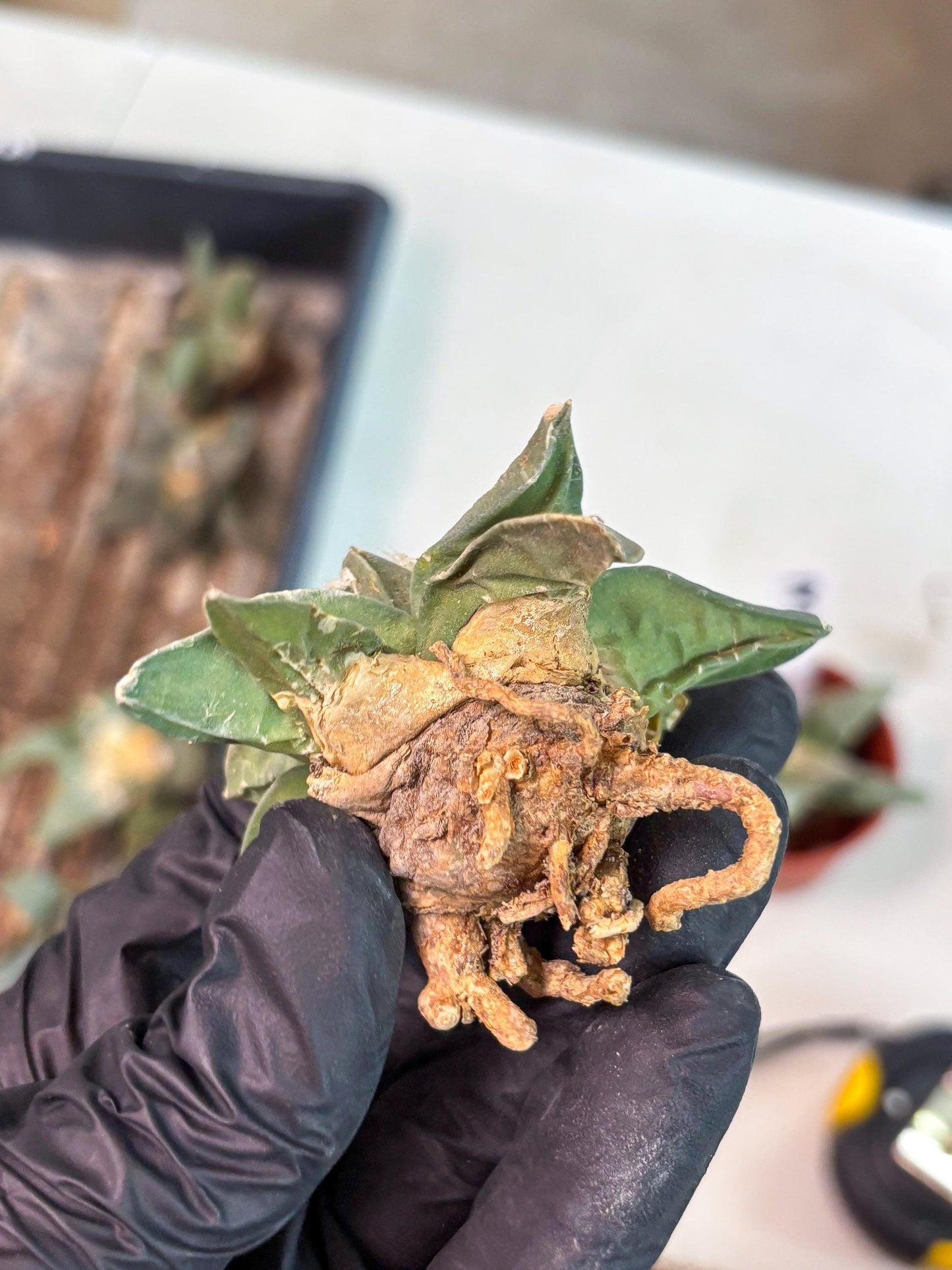 Retusus Furfuraceus (#2) | Very Rare Plant