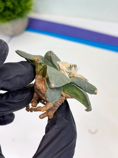 Retusus Furfuraceus (#2) | Very Rare Plant