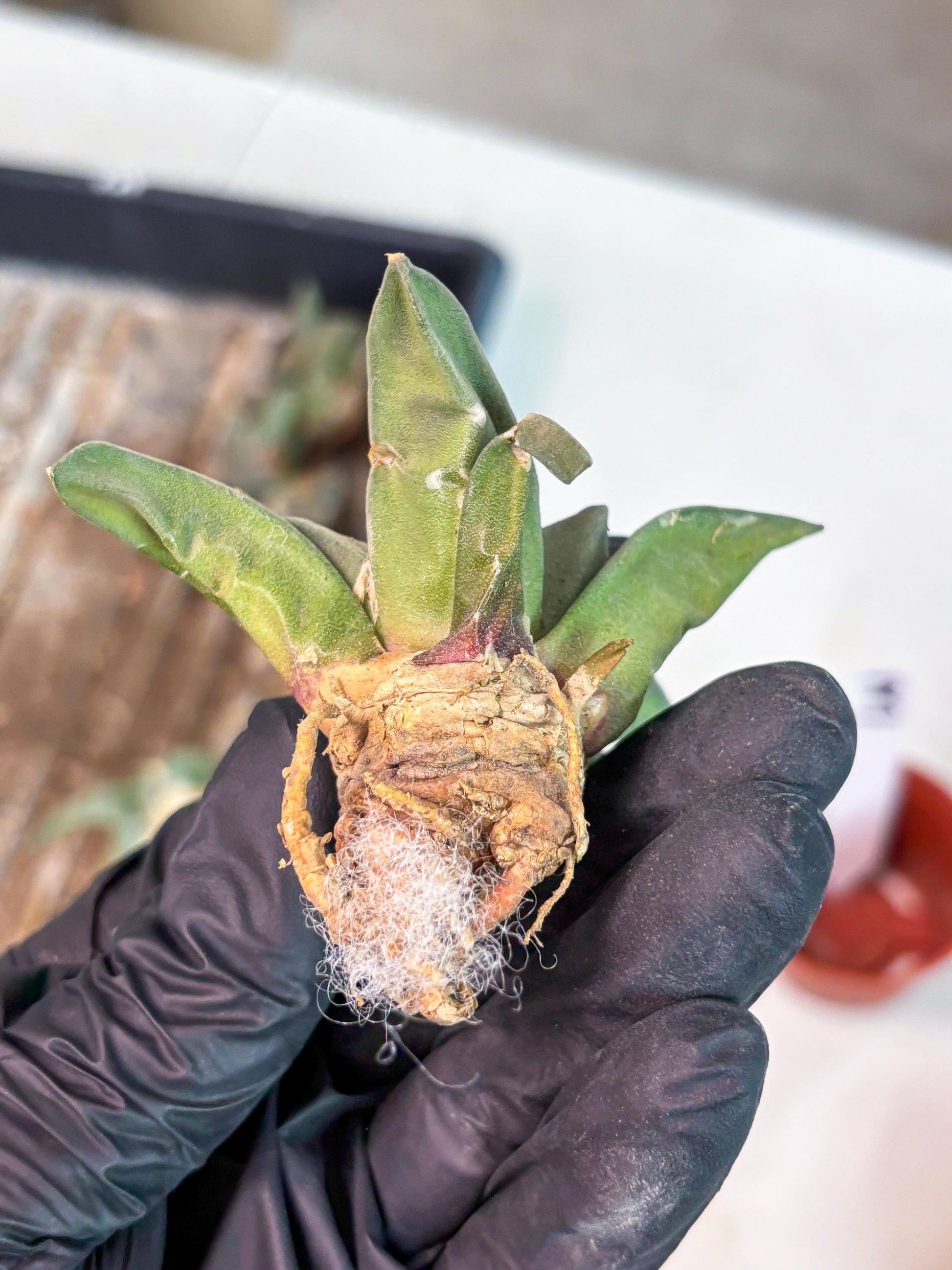 Retusus Furfuraceus (#3) | Very Rare Plant