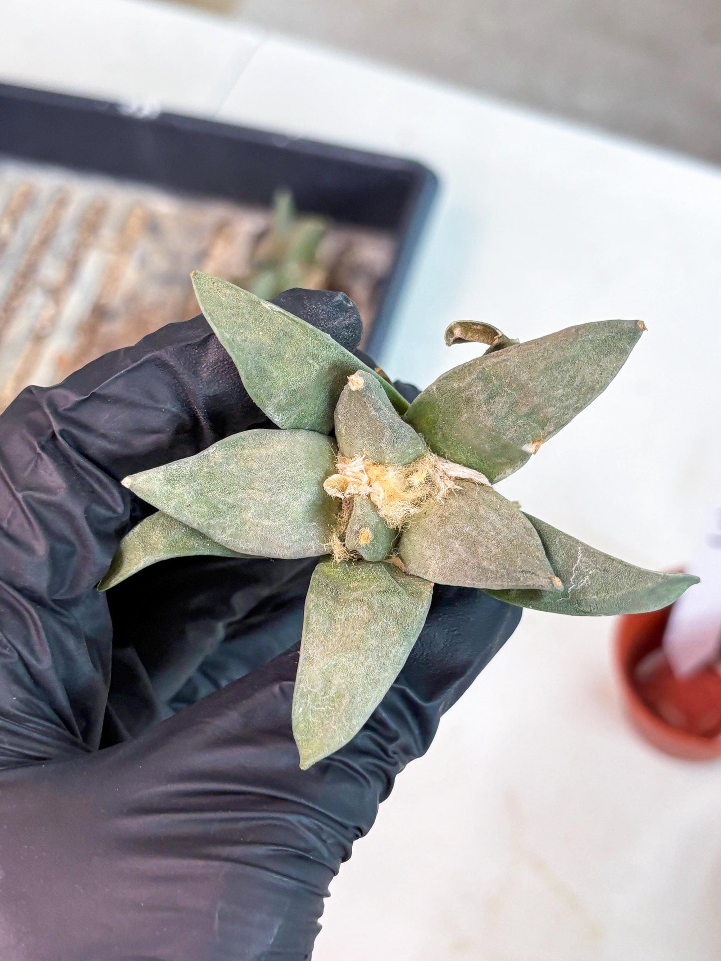 Retusus Furfuraceus (#3) | Very Rare Plant