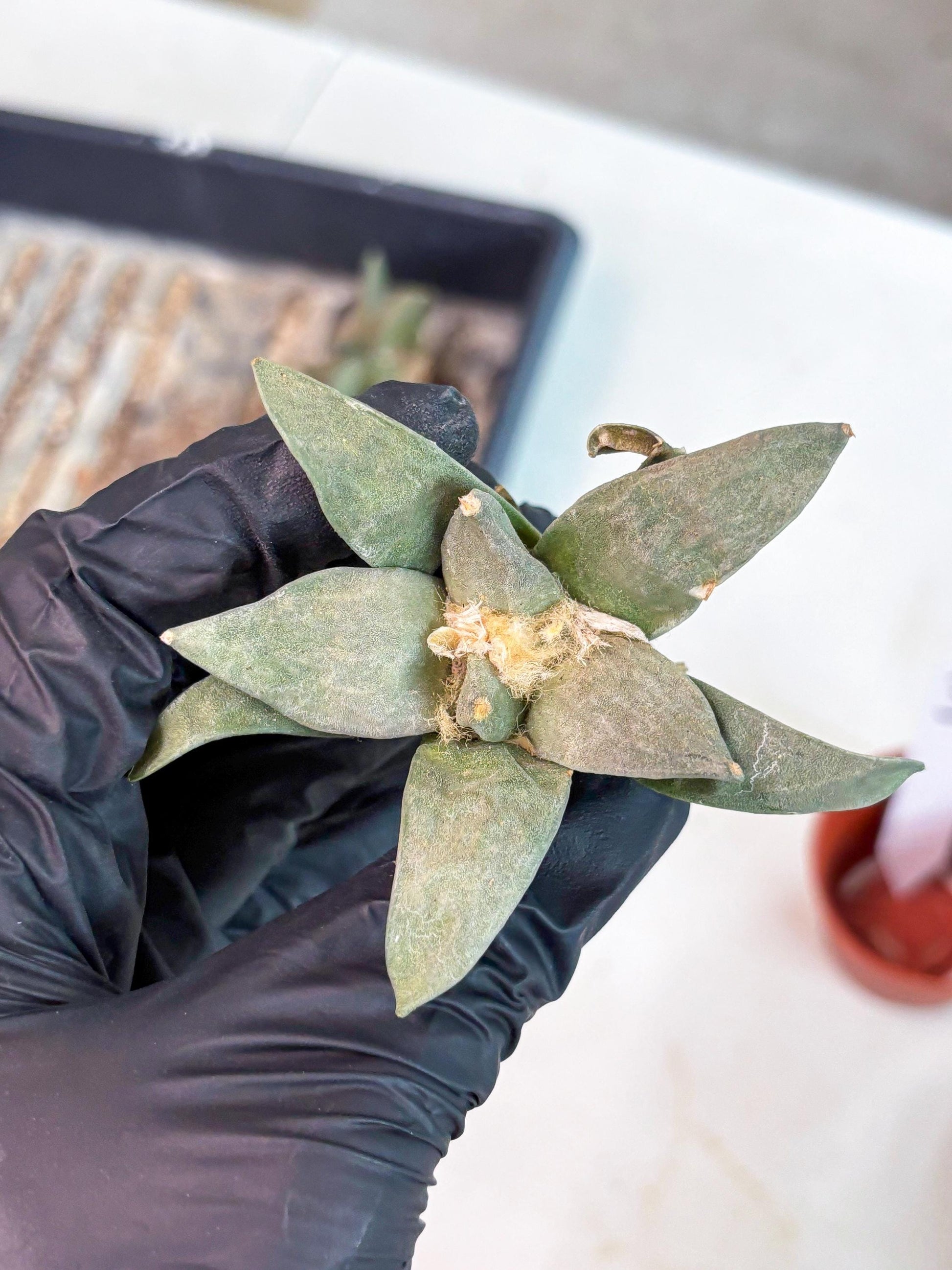 Retusus Furfuraceus (#3) | Very Rare Plant