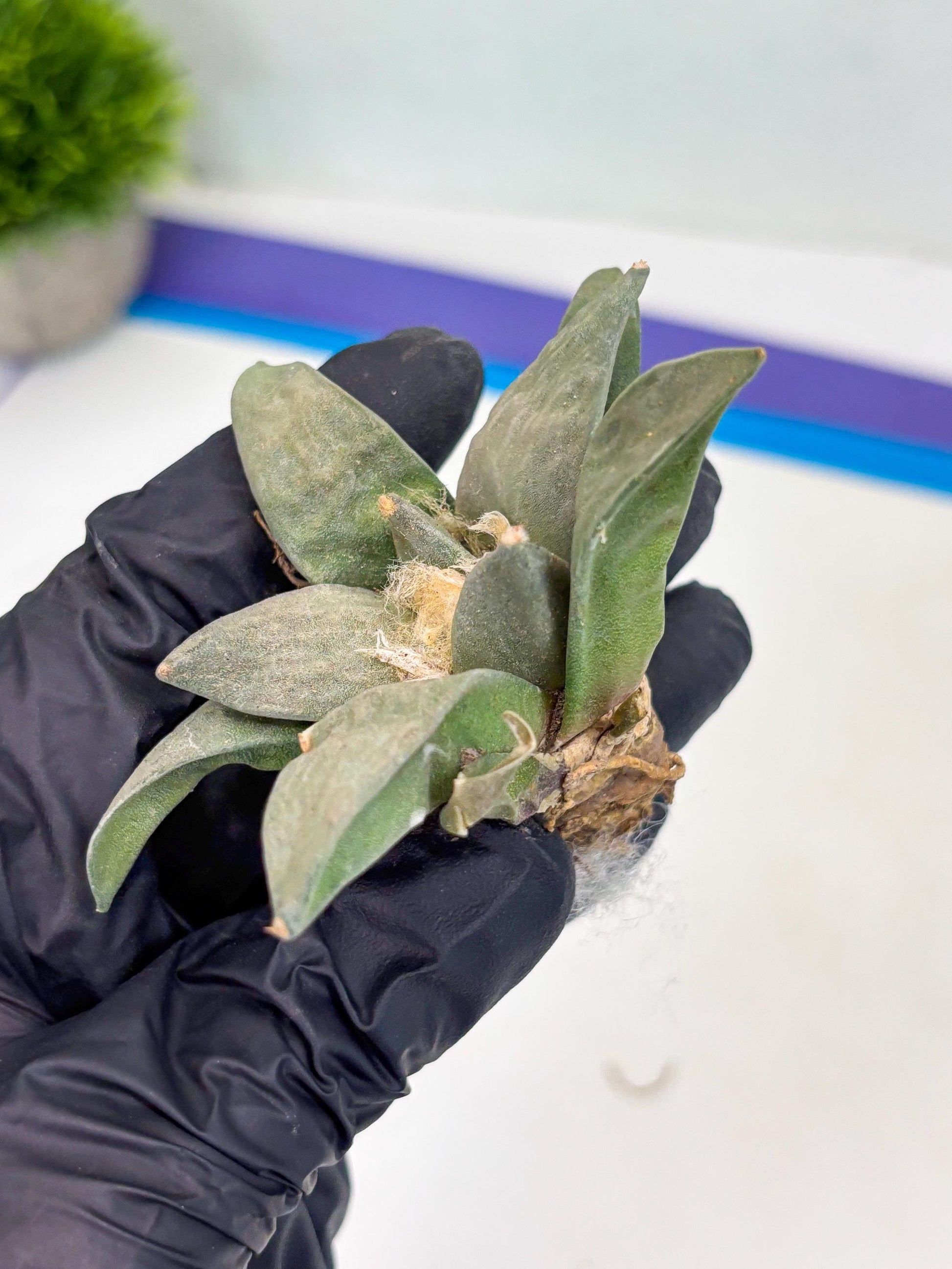 Retusus Furfuraceus (#3) | Very Rare Plant