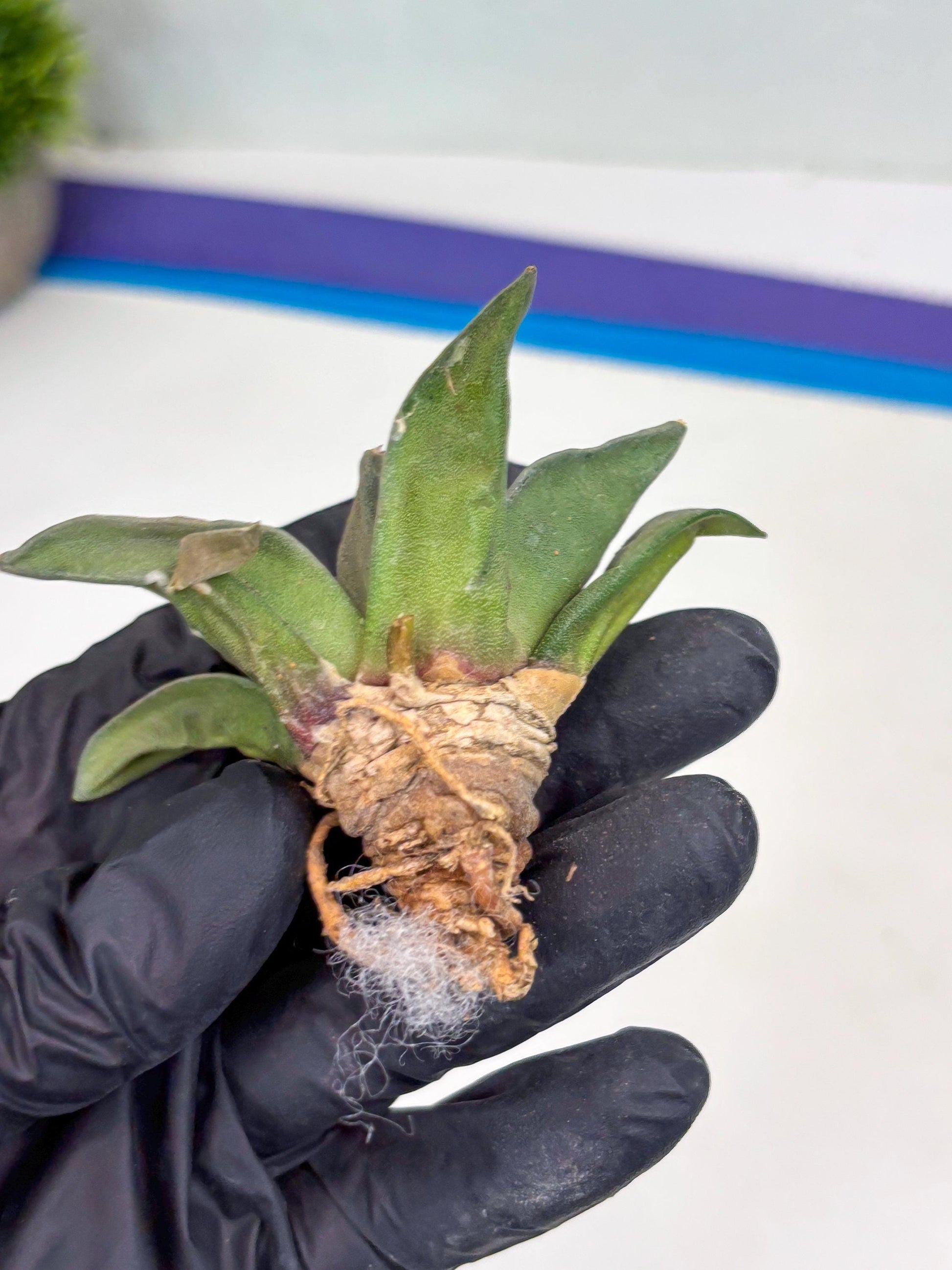 Retusus Furfuraceus (#3) | Very Rare Plant