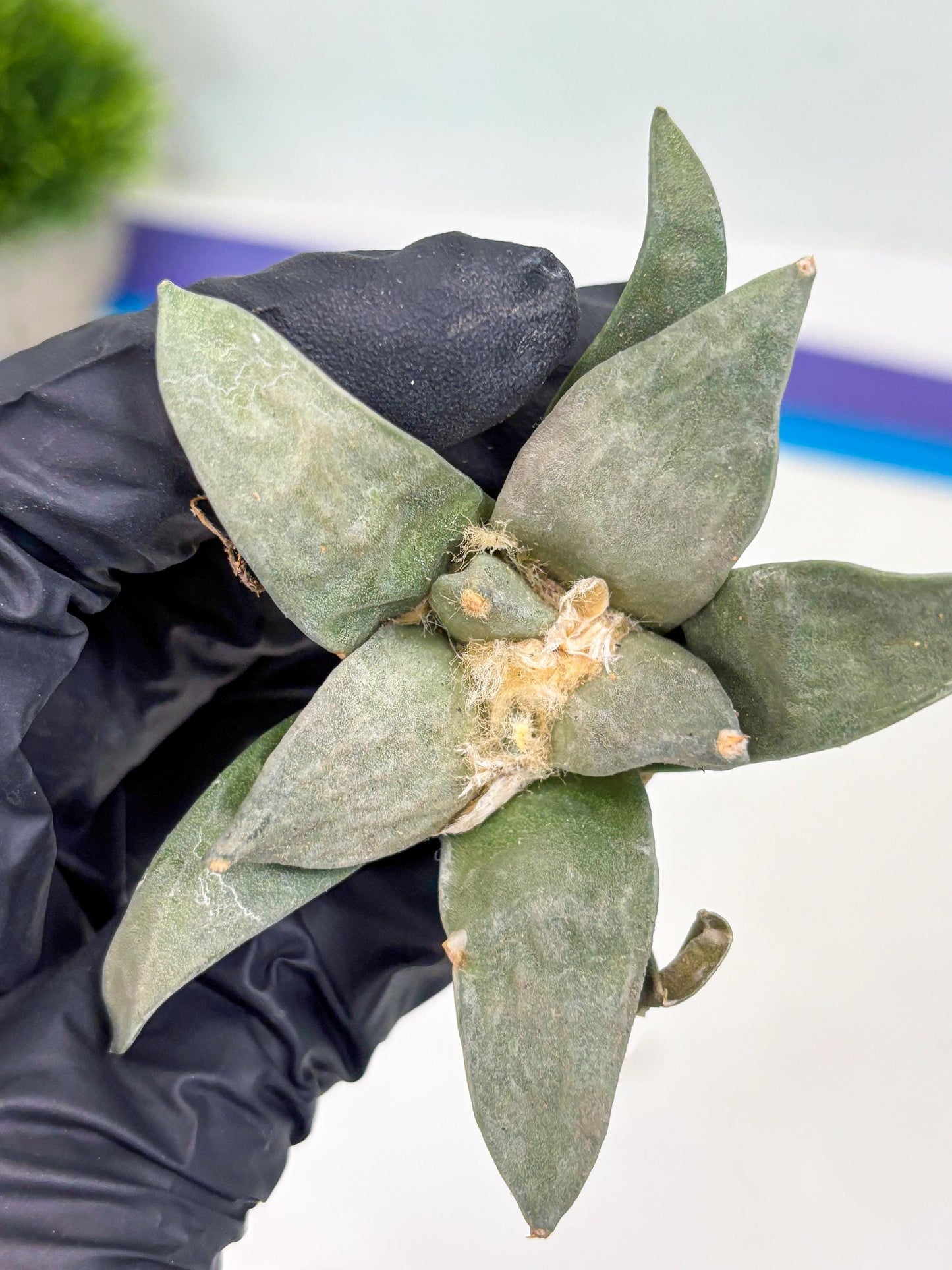 Retusus Furfuraceus (#3) | Very Rare Plant