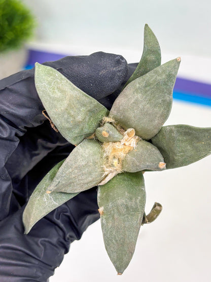 Retusus Furfuraceus (#3) | Very Rare Plant