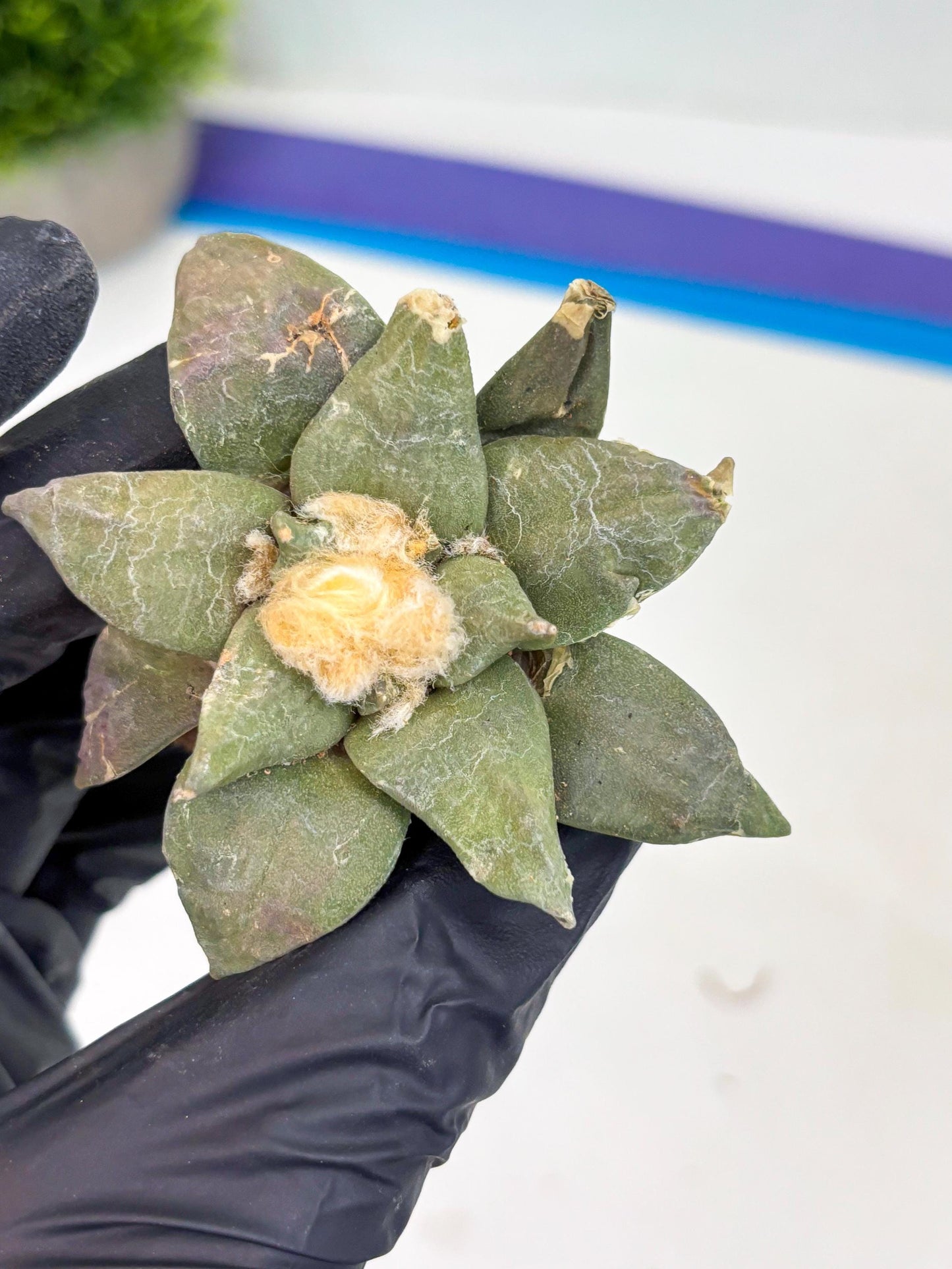 Retusus Furfuraceus (#4) | Very Rare Plant