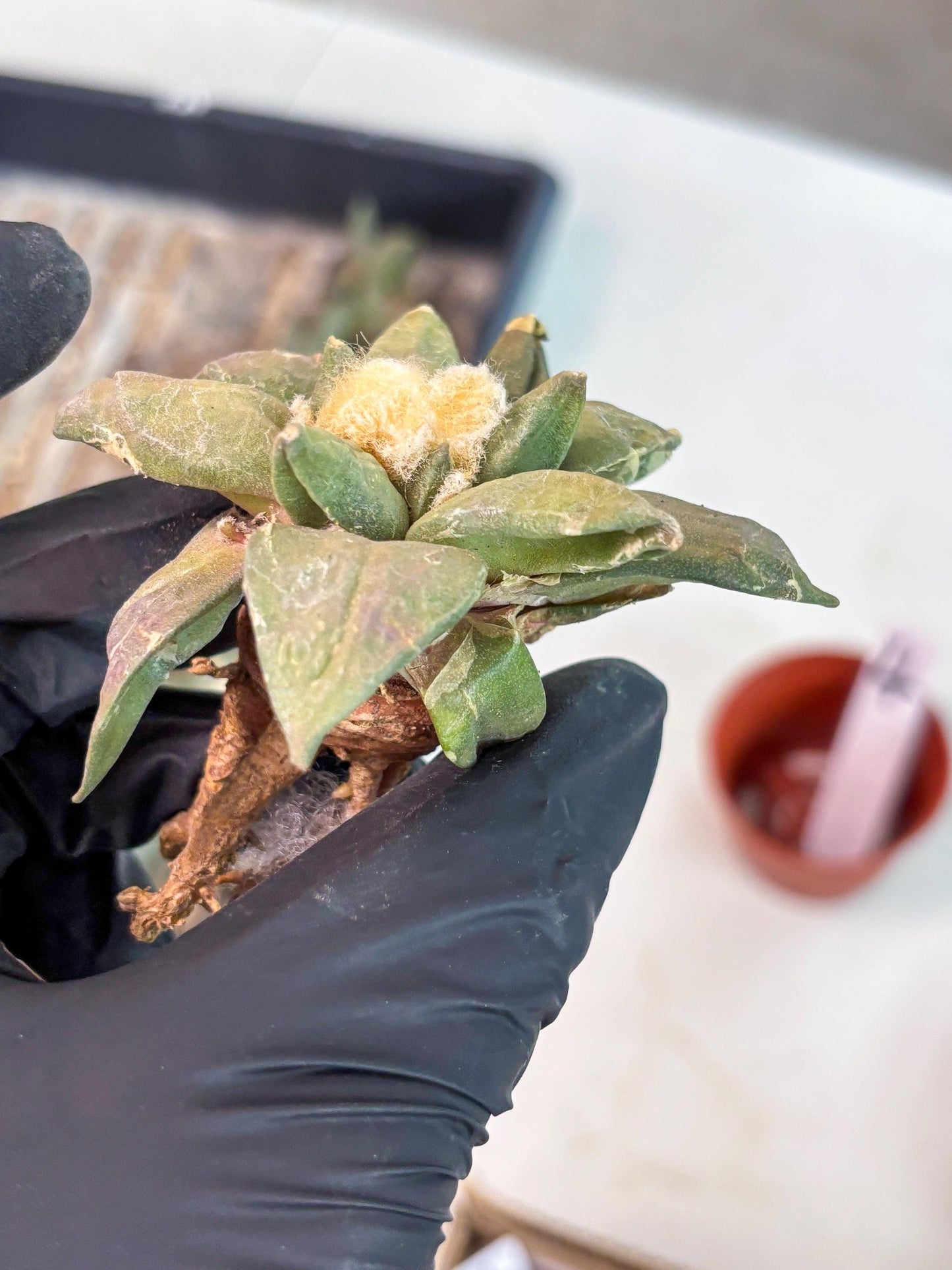 Retusus Furfuraceus (#4) | Very Rare Plant