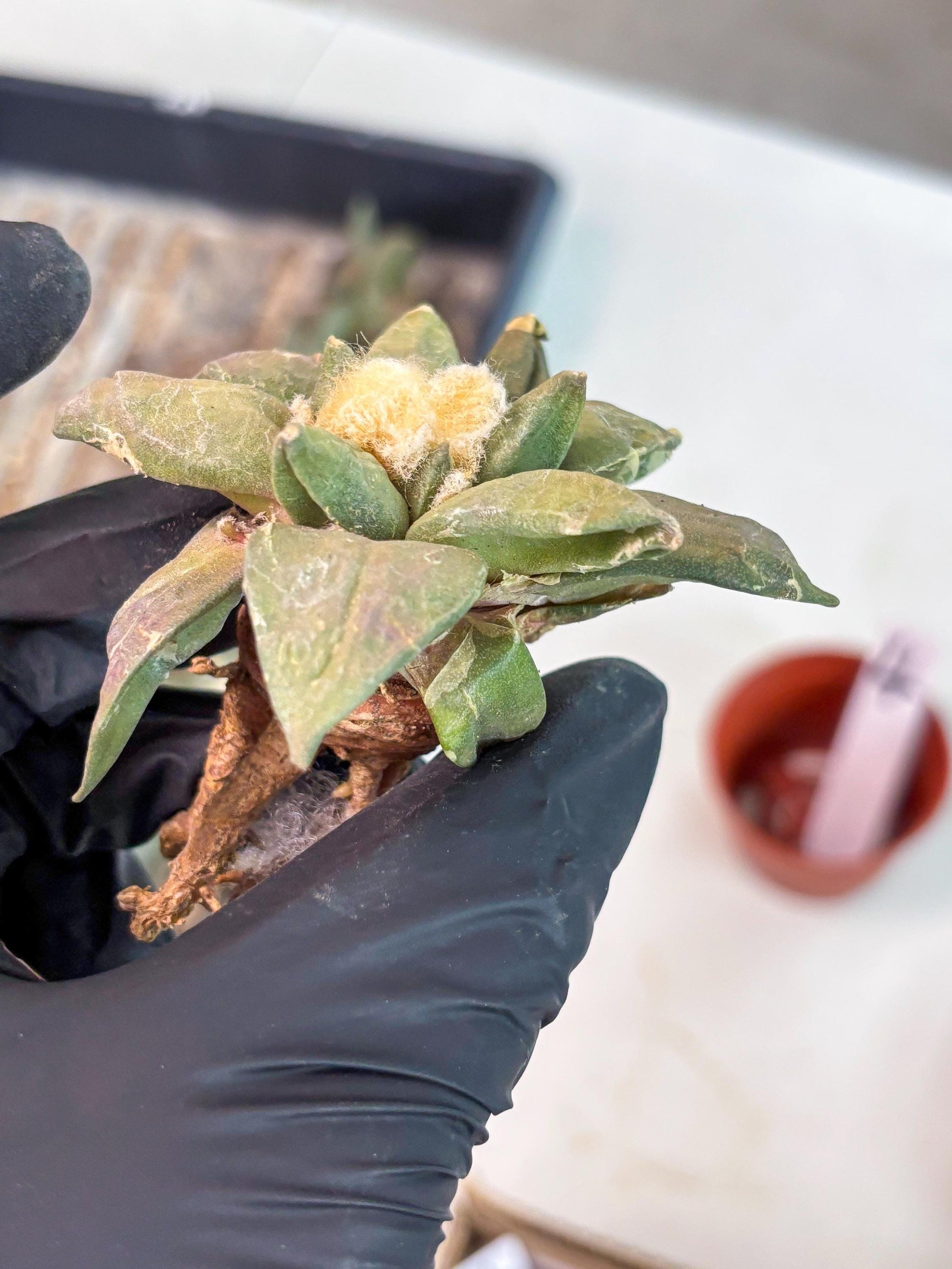 Retusus Furfuraceus (#4) | Very Rare Plant