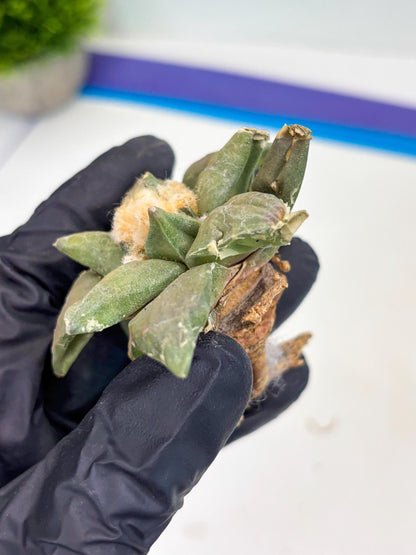 Retusus Furfuraceus (#4) | Very Rare Plant