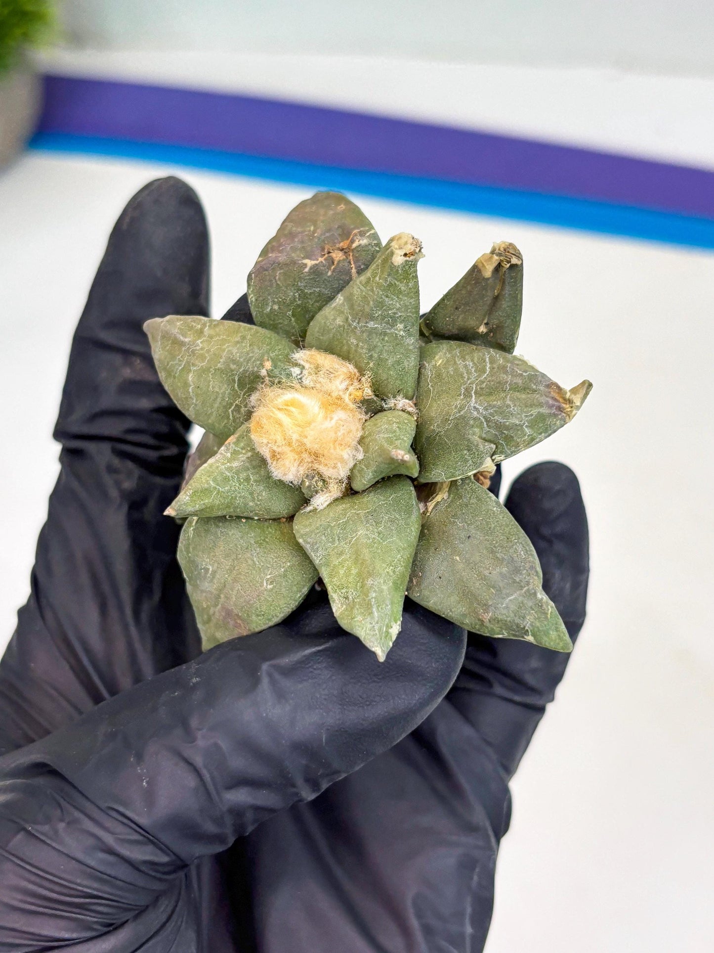 Retusus Furfuraceus (#4) | Very Rare Plant