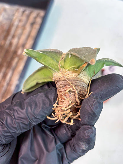 Retusus Furfuraceus (#5) | Very Rare Plant