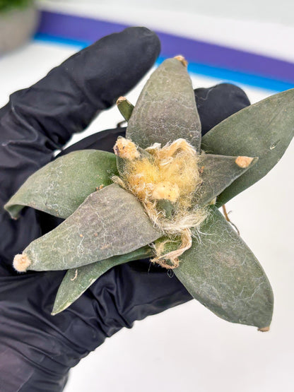 Retusus Furfuraceus (#5) | Very Rare Plant