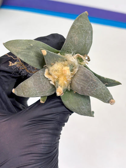 Retusus Furfuraceus (#5) | Very Rare Plant