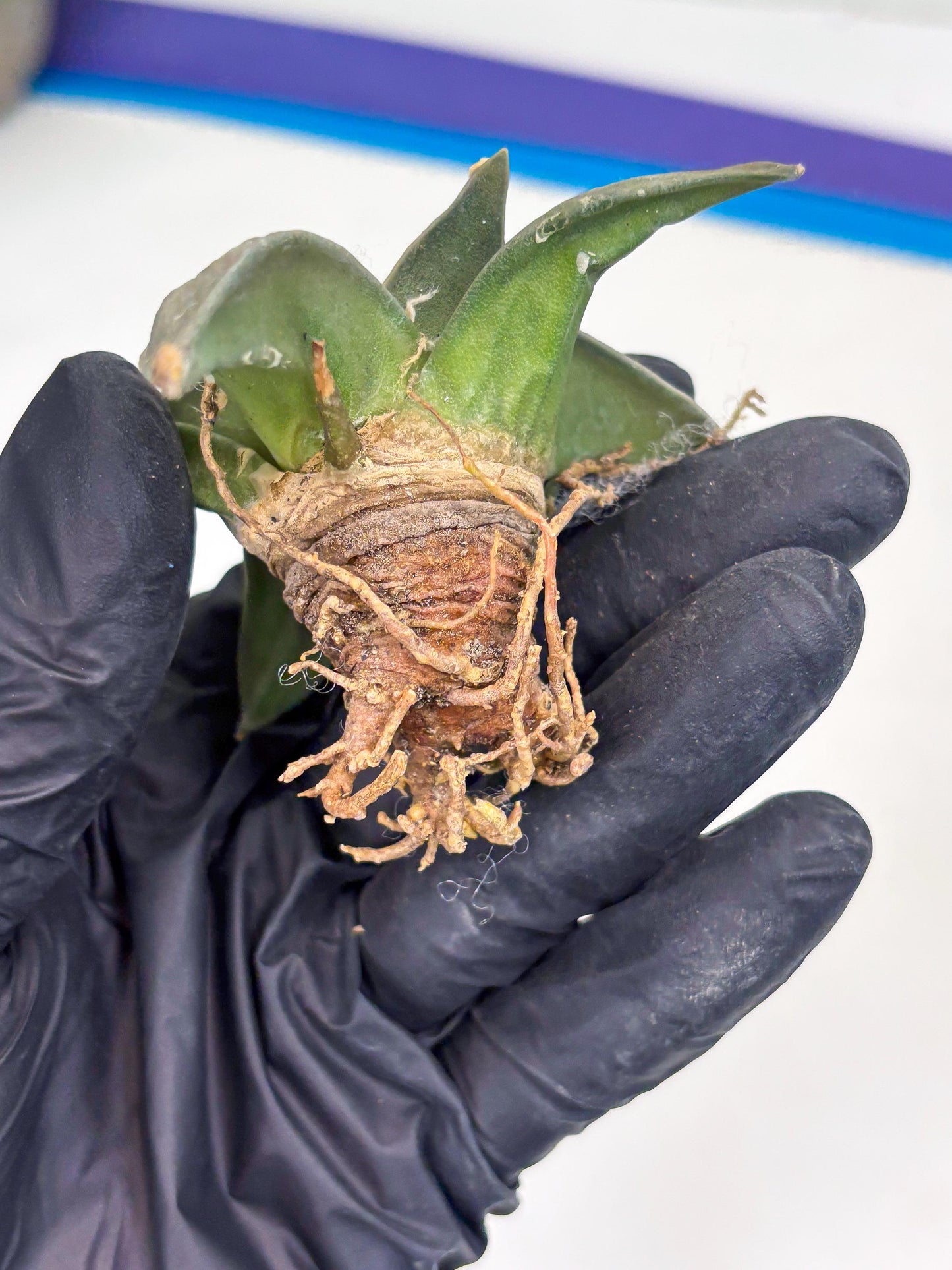 Retusus Furfuraceus (#5) | Very Rare Plant