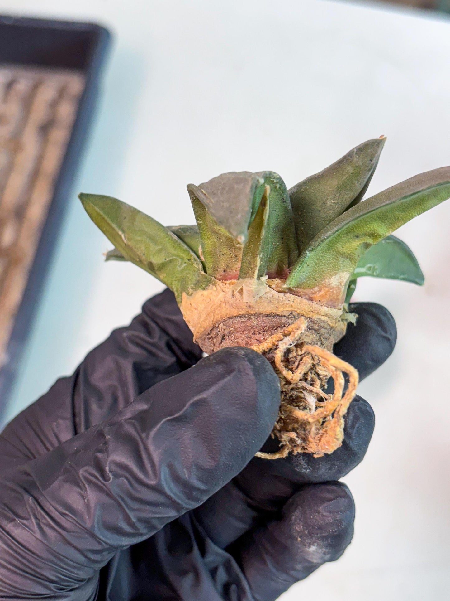 Retusus Furfuraceus (#6) | Very Rare Plant