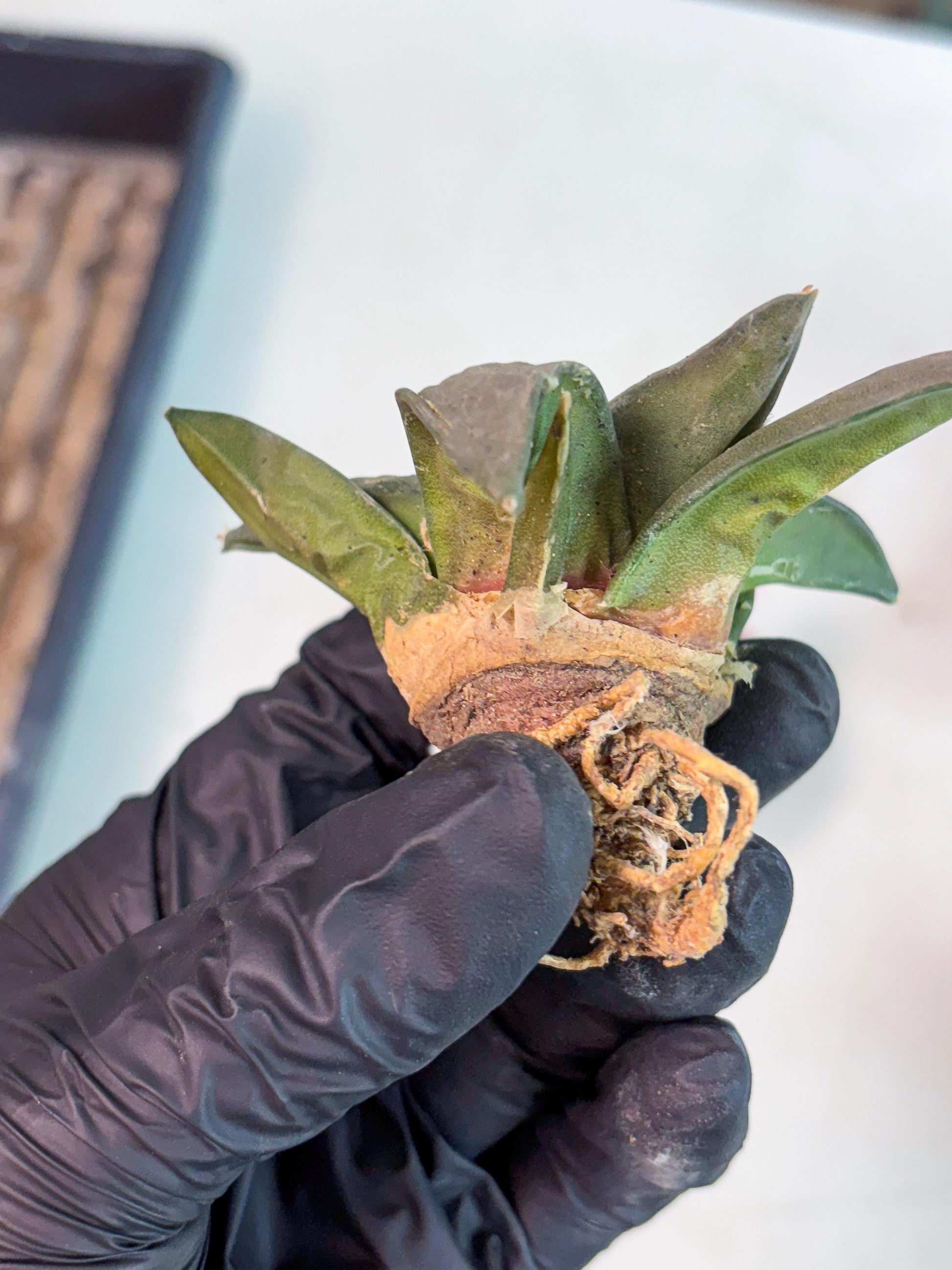 Retusus Furfuraceus (#6) | Very Rare Plant