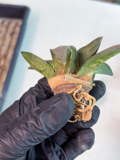 Retusus Furfuraceus (#6) | Very Rare Plant