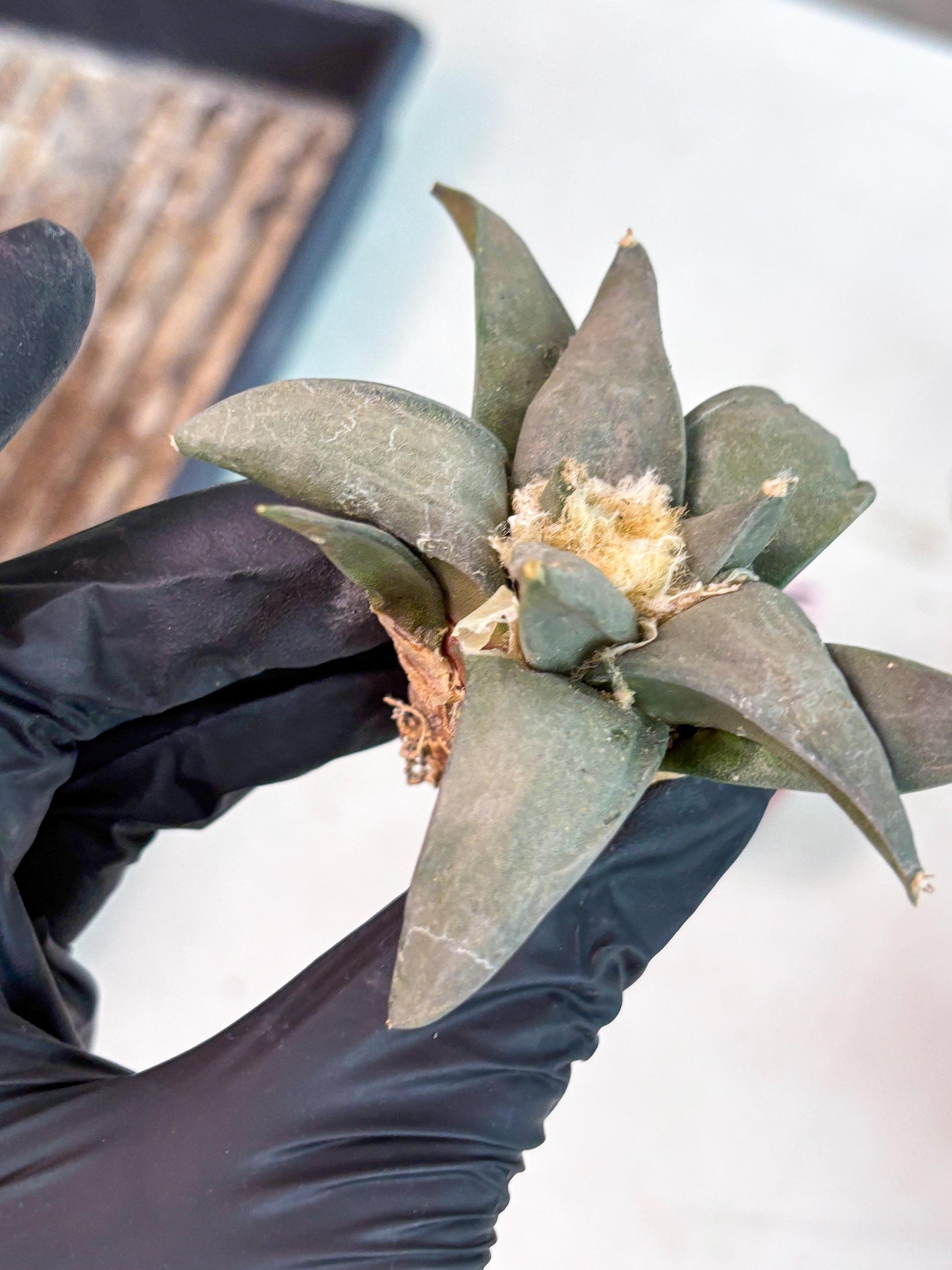 Retusus Furfuraceus (#6) | Very Rare Plant