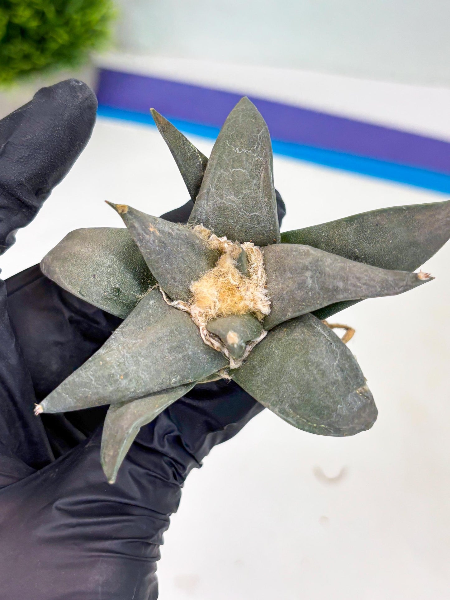 Retusus Furfuraceus (#6) | Very Rare Plant