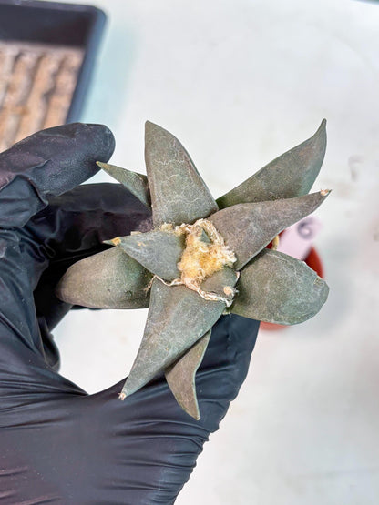 Retusus Furfuraceus (#6) | Very Rare Plant