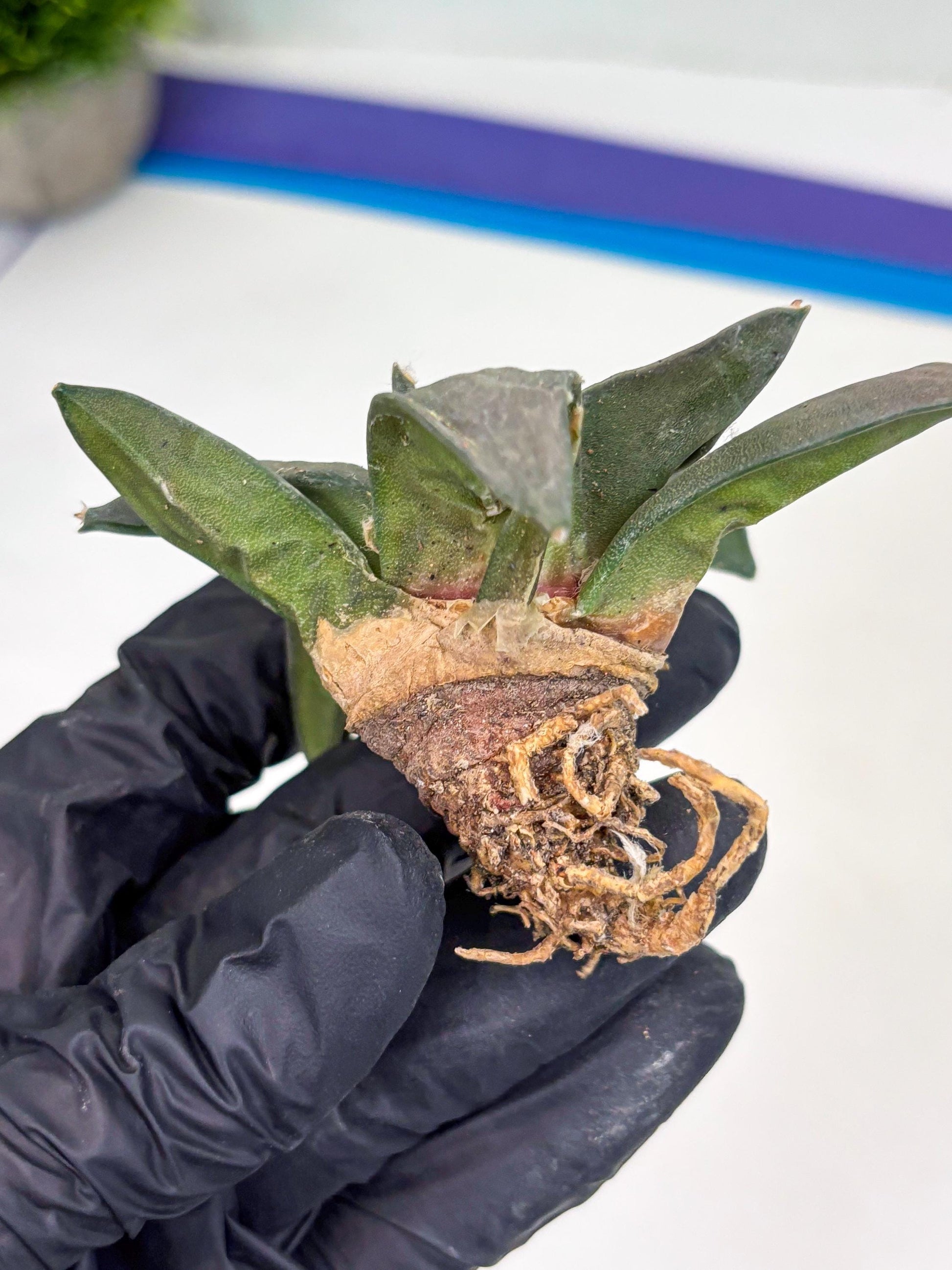 Retusus Furfuraceus (#6) | Very Rare Plant