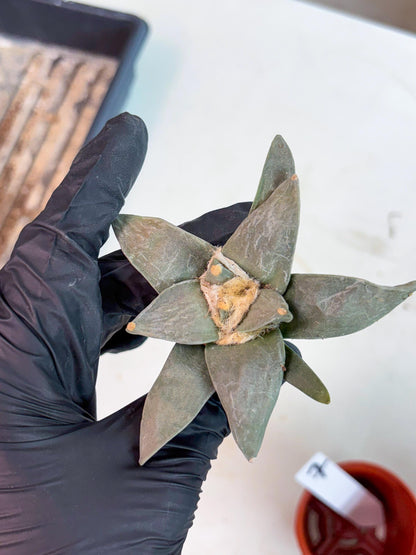 Retusus Furfuraceus (#7) | Very Rare Plant