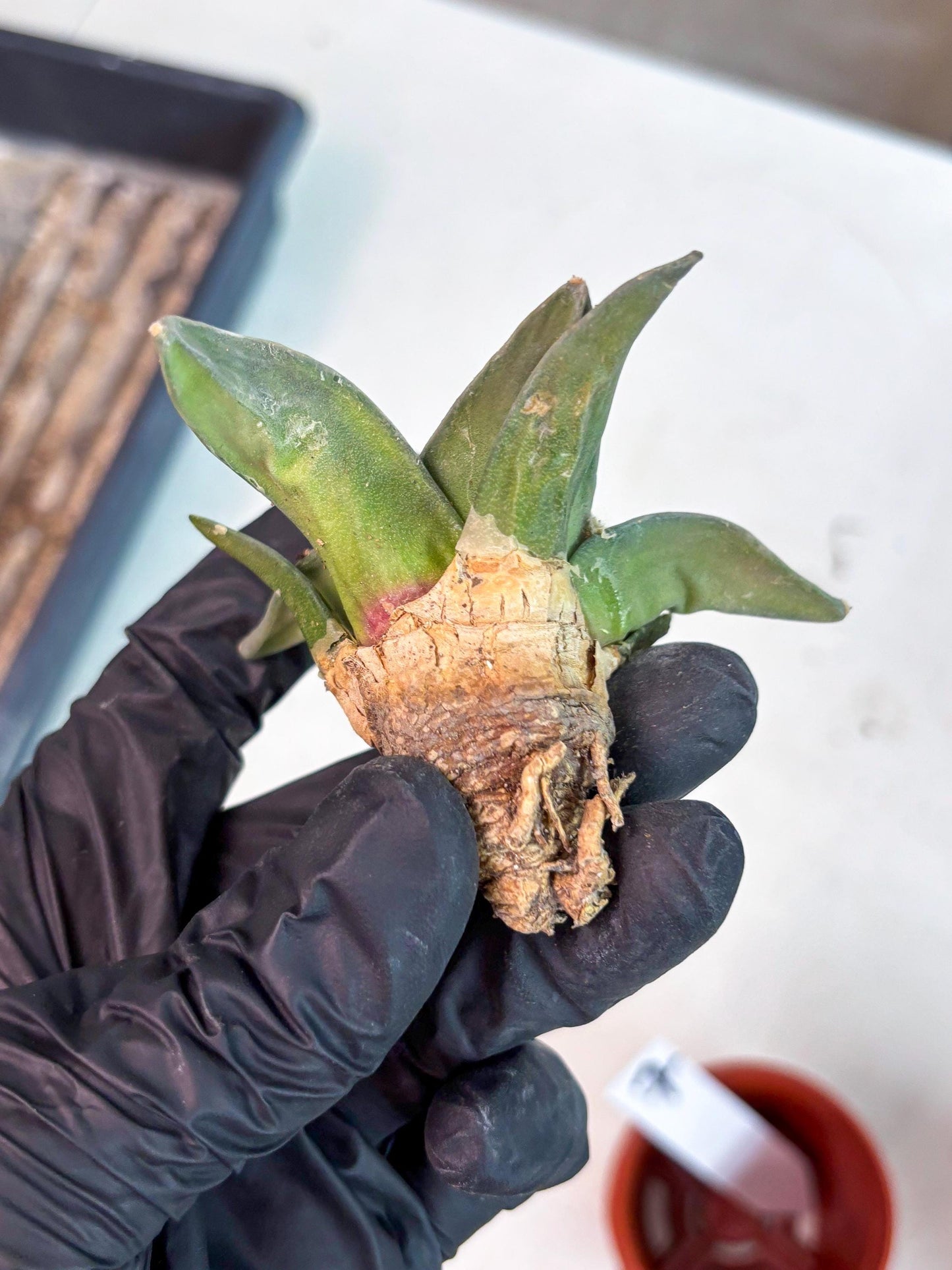 Retusus Furfuraceus (#7) | Very Rare Plant