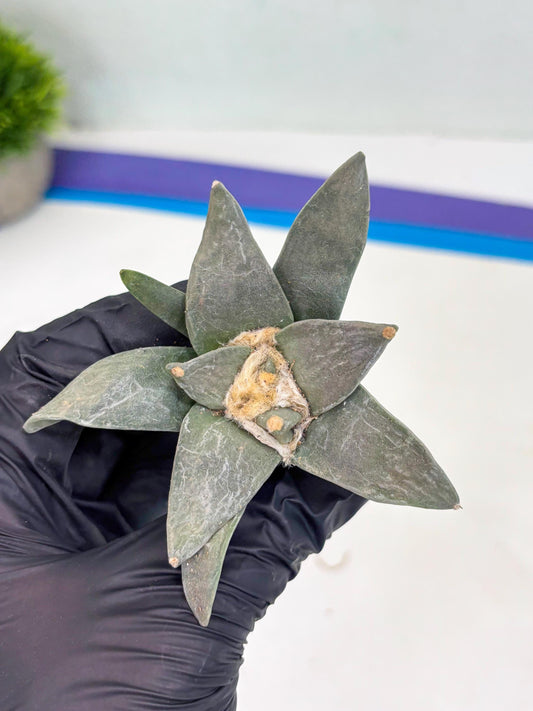 Retusus Furfuraceus (#7) | Very Rare Plant