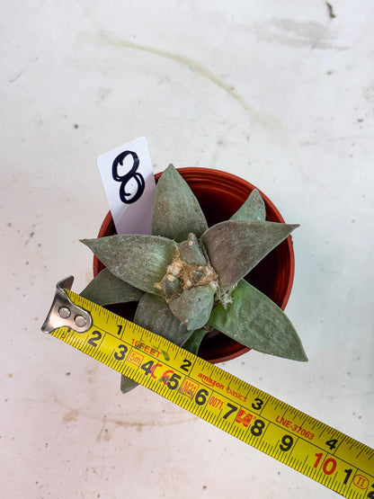 Retusus Furfuraceus (#8) | Very Rare Plant