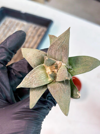 Retusus Furfuraceus (#8) | Very Rare Plant