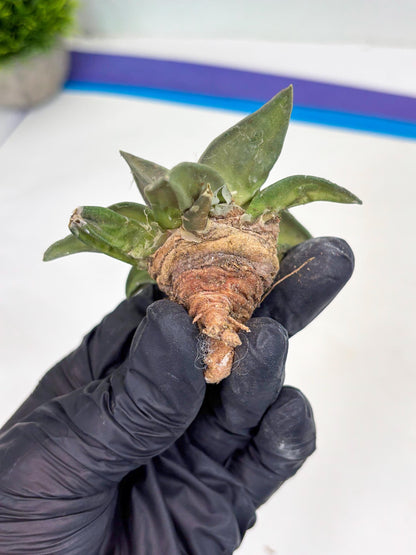 Retusus Furfuraceus (#8) | Very Rare Plant