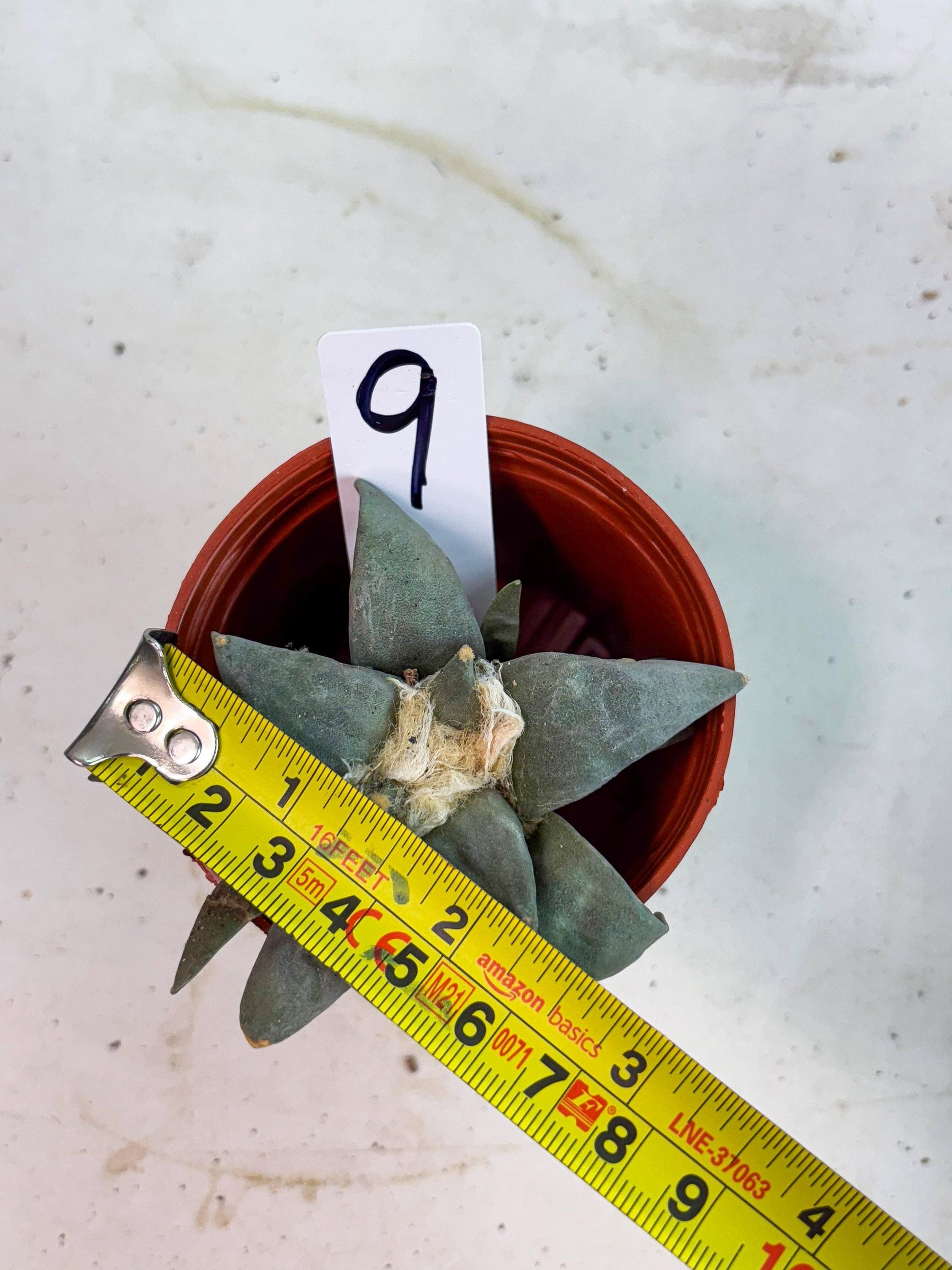 Retusus Furfuraceus (#9) | Very Rare Plant