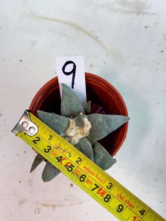 Retusus Furfuraceus (#9) | Very Rare Plant