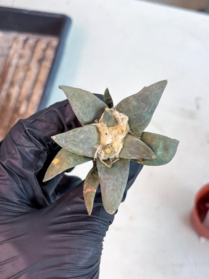 Retusus Furfuraceus (#9) | Very Rare Plant