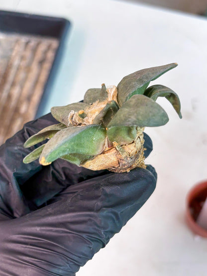 Retusus Furfuraceus (#9) | Very Rare Plant