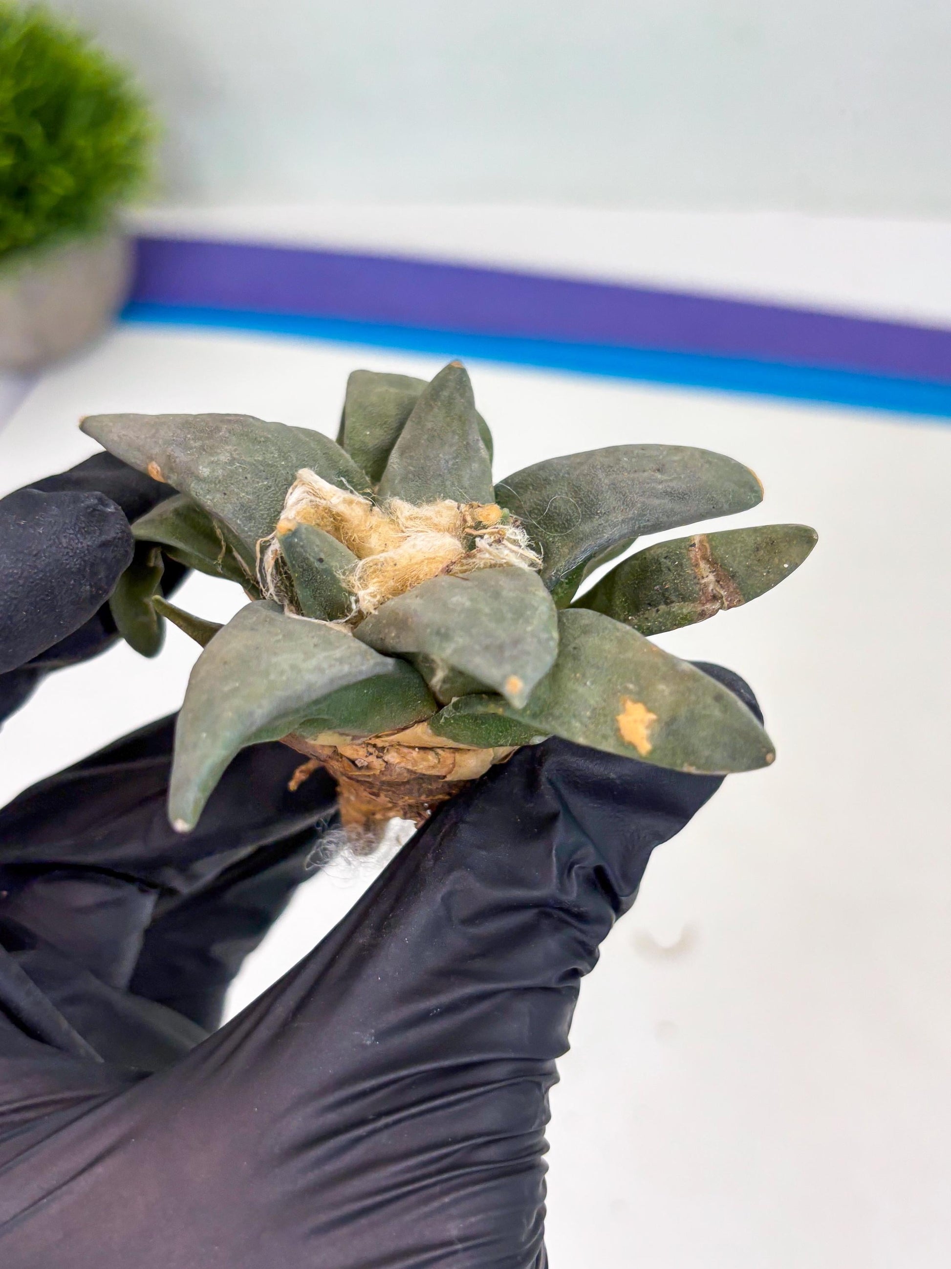 Retusus Furfuraceus (#9) | Very Rare Plant