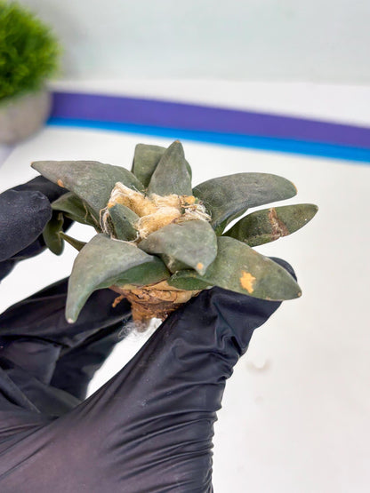 Retusus Furfuraceus (#9) | Very Rare Plant