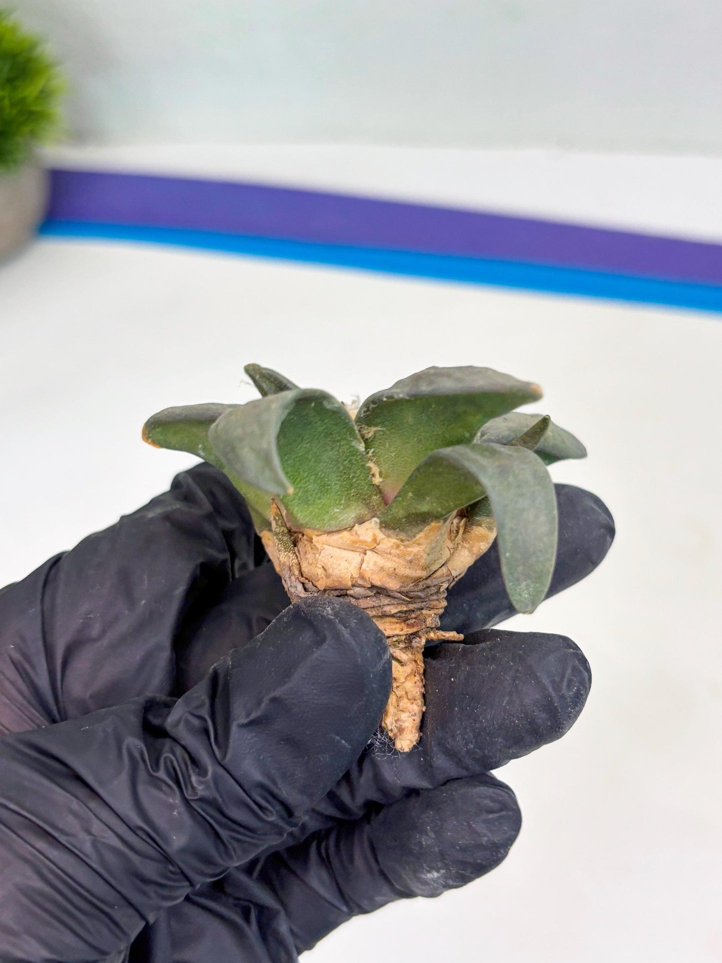 Retusus Furfuraceus (#9) | Very Rare Plant